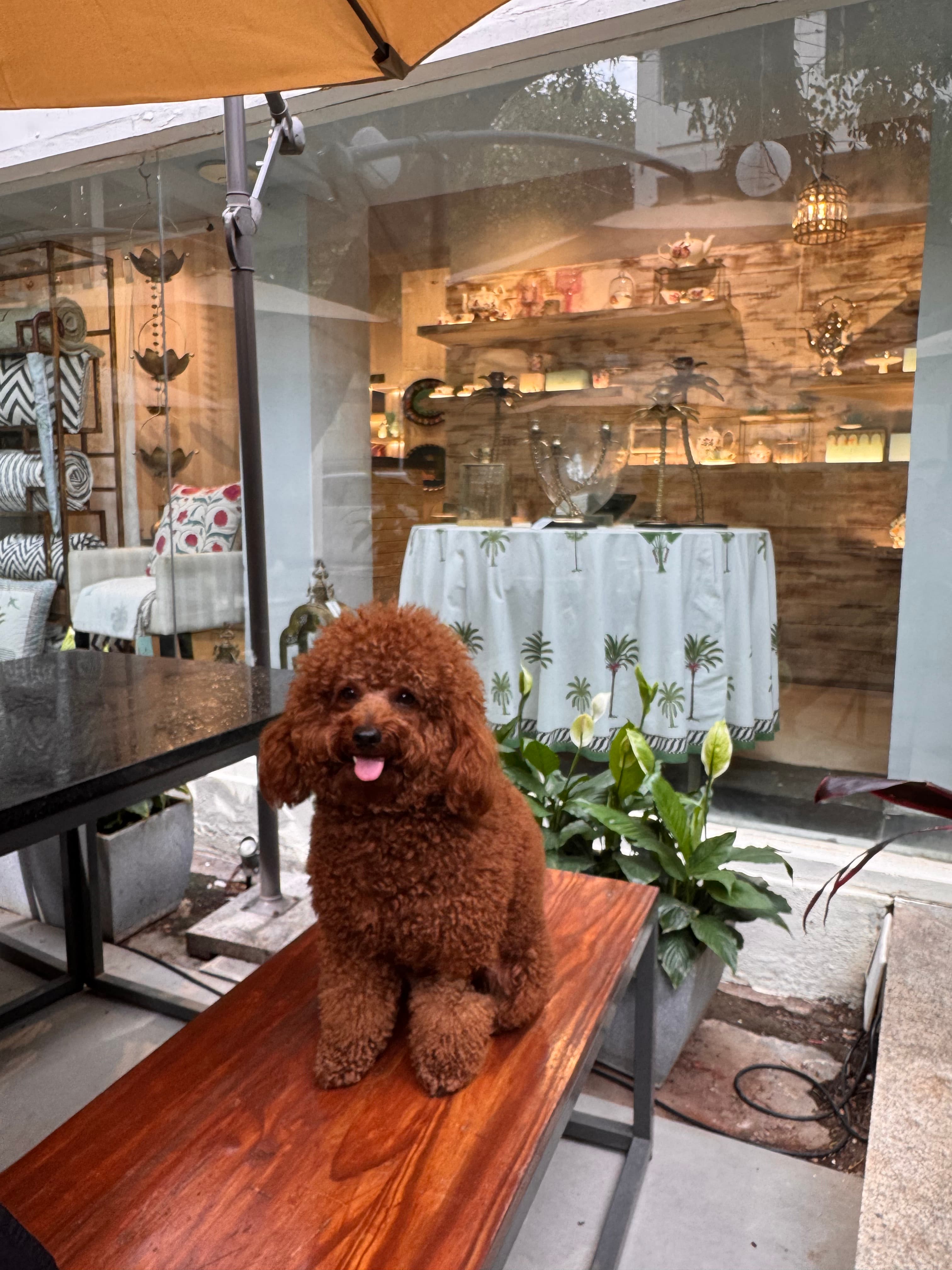Dog friendly at Lavelle Road